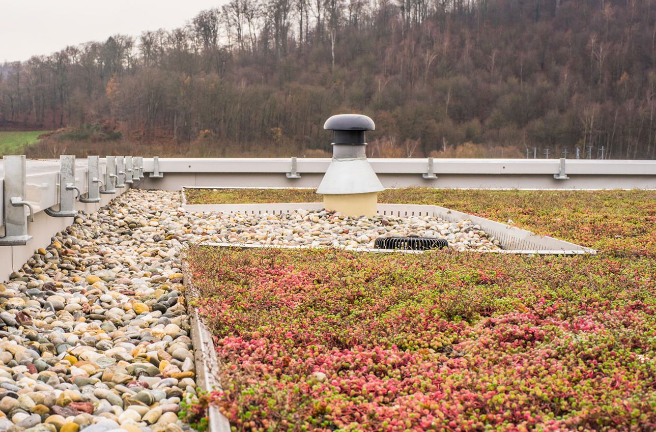 Dachbegrünung - Nahaufnahme